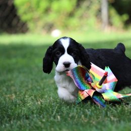 English Springer Spaniel Puppies from Ivy Hill English Springer Spaniels