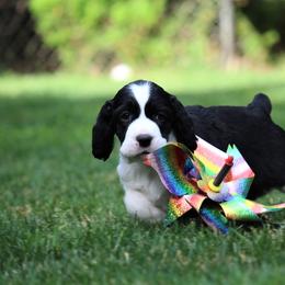 English Springer Spaniel Puppies from Ivy Hill English Springer Spaniels