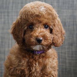 Cherry - Red  Poodle puppy in New Jersey from TK Poodles