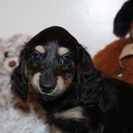 Girl 1 - Black and cream female Dachshund puppy in Craig, Colorado from Rocky Mountain Shih Tzus and Dry Creek Miniature Dachshunds