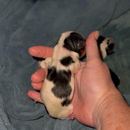Male Parti Yorkie - Parti male Yorkshire Terrier puppy in Des Moines, Iowa from Diamond Yorkshire Terriers
