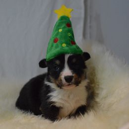 Cardigan Welsh Corgi Puppies from Grandiose Cardigan Welsh Corgis