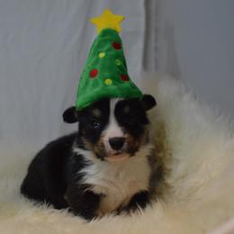 Cardigan Welsh Corgi Puppies from Grandiose Cardigan Welsh Corgis