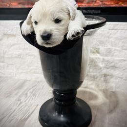 Purple - Light golden female Golden Retriever puppy in Clovis, California from Puppy Love, Hall's Goldens