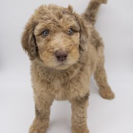 Assorted Doodle Crosses, Bernedoodle, Double Doodle, Goldendoodle, Labradoodle, and Whoodle Puppies from Our Little Farm Life Doodles