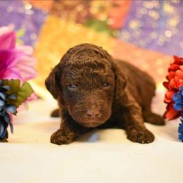 Aster - Chocolate male Australian Labradoodle puppy in Sturbridge, Massachusetts from Pawlite Best Friends