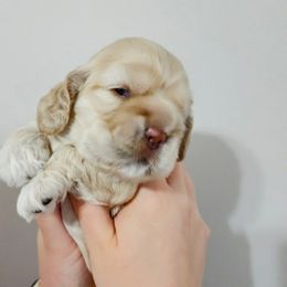 Cocker Spaniel Puppies from Lupine Cocker Spaniels
