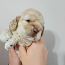 Cocker Spaniel Puppies from Lupine Cocker Spaniels