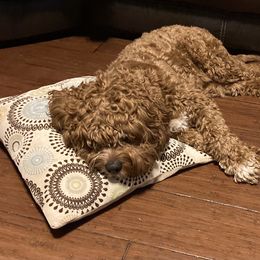 Cavapoo and Poodle All Grown Up from Happy Tails Poods and Doods