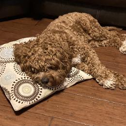 Cavapoo and Poodle All Grown Up from Happy Tails Poods and Doods