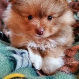 Companion Cross, Pomeranian, and Sheepadoodle Puppies from Fluffy Wonders Poms and Doodles