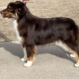 Australian Shepherd and Miniature American Shepherd All Grown Up from Shawnkara Australian Shepherds & Miniature American Shepherds