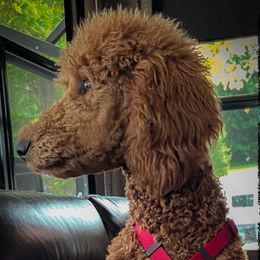 Poodles from Pipers Standard Poodles and Doodles