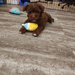 Okarun - Sable male Chinese Crested puppy in San Antonio, Texas from Charming Cresteds Kennel