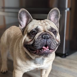 Mr Handsome - French Bulldog