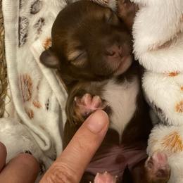 Archie - Chocolate and white male Chihuahua puppy in Hillsboro, Texas from Pikanoo Pups