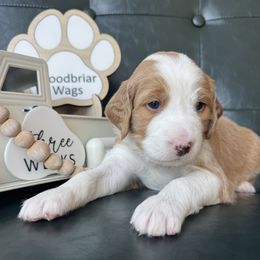 Ellis - Lady Liberty Litter - male Australian Mountain Doodle puppy in Greenville, Ohio from Woodbriar Wags