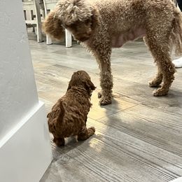 Cavapoo All Grown Up from Kym Woodward