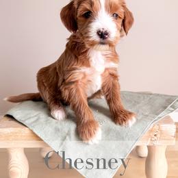 Chesney - Red  male Goldendoodle puppy in Melba, Idaho from KZ Doodles