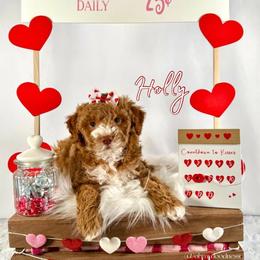 Holly - Red  female Goldendoodle puppy in Waterford, Michigan from Oh My Doodness!