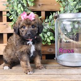 Rose - Sable female Bernedoodle puppy in Heyworth, Illinois from Cobble Creek Puppies