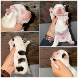 Coco Truffles - Chocolate, tan and white female Yorkshire Terrier puppy in Cleveland, Tennessee from Moody’s Morkies and More AND Southern Charm Precious Paws