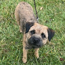 Border Terriers and Jack Russell Terriers from Cedar Run Kennels