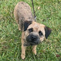 Border Terriers and Jack Russell Terriers from Cedar Run Kennels