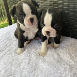Boston Terrier Puppies from Boston Kup Breeders