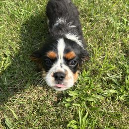 Johny - Tri-color male Cavalier King Charles Spaniel puppy in Mt Jackson, Virginia from Carters Cavaliers