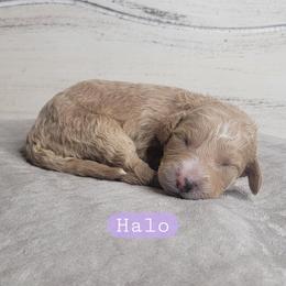 Halo (Purple Collar) - Red  female Goldendoodle puppy in Scurry, Texas from 07 Seven Oaks Goldens and Doodles