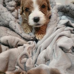 Goldendoodle Puppies from KK's Doodle Bunch