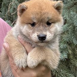 Red Boy 1 - Red male Shiba Inu puppy in Winthrop, Minnesota from Kayobi Shibas