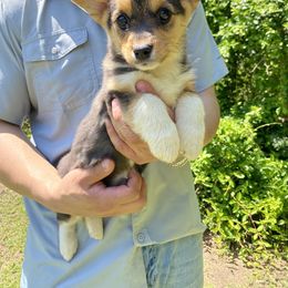 American Corgi and Pembroke Welsh Corgi Puppies from Grassy Lake Corgis