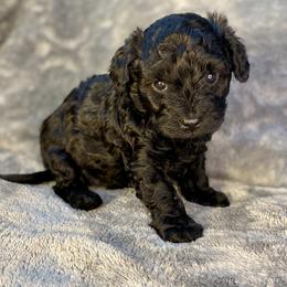 Boy 1 - Black male Shihpoo puppy in Tropic, Utah from Lady Paws-Kara