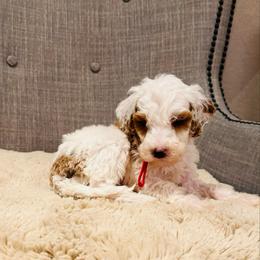 Red Collar - Parti male Goldendoodle puppy in Miami, Florida from GoldStar Doodles USA