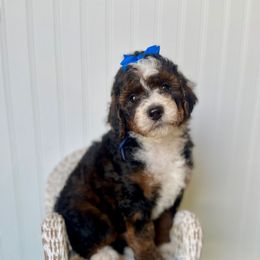 Copper - Tri-color male Bernedoodle puppy in Springtown, Texas from North Texas Puppies