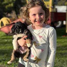 Natty - Black tri female Miniature Australian Shepherd puppy in North Lakeport, California from Wild Rose Ranch