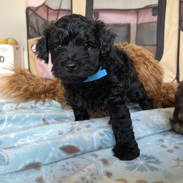 Yorkipoo Puppies from Bossman Yorkipoos