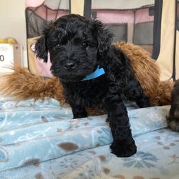 Yorkipoo Puppies from Bossman Yorkipoos