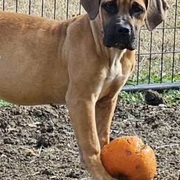 Pick Female- drive- powerful guardian - Cream female Boerboel puppy in Mansfield, Texas from Dynasty Blue Ridge Boerboel