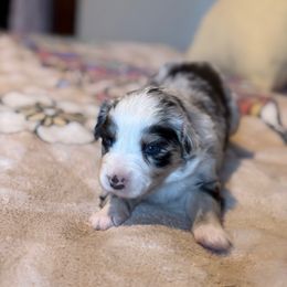 Pixie - Blue merle female Australian Shepherd puppy in Yelm, Washington from Country Rose Australian Shepherds