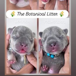 French Bulldog Puppies from Namaste Frenchies