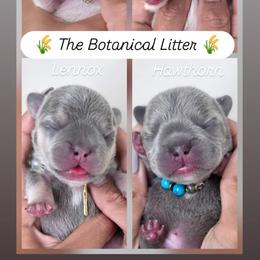 French Bulldog Puppies from Namaste Frenchies
