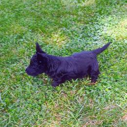 Blk Female 4 - Black female Scottish Terrier puppy in Smiths Grove, Kentucky from Moore's We Little Farm AKC Scotties