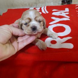 Fire - Buff female Cocker Spaniel puppy in Charleston, Tennessee from Nefer's Kennel