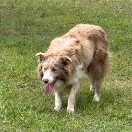Axon- Lilac color - Border Collie