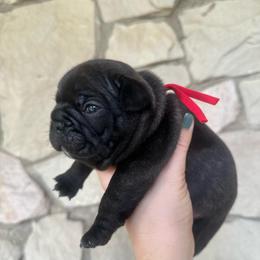 Willie - Brindle male French Bulldog puppy in Ashland, Ohio from HazyDayFrenchies
