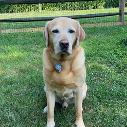 Ruger - Labrador Retriever