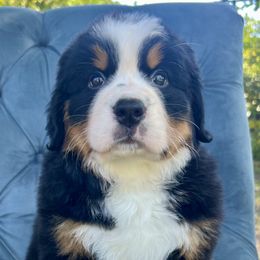 IIona - Black rust and white Bernese Mountain Dog puppy in Fitzgerald, Georgia from Southern Charm Bernese